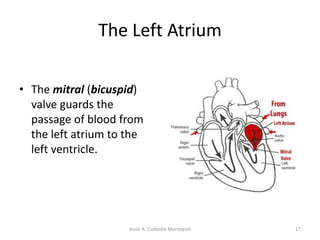 the walls of the left ventricle are 3X thicker than those of the right 12Jesús A. Custodio Marroquín