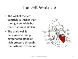 The Heart ChambersVentricles Functions discharging chambers of the heart 