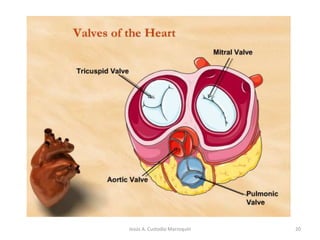 The Right Atrium• Receives deoxygenated blood from the inferior vena cava below and from the superior vena cava above.14Jesús A. Custodio Marroquín