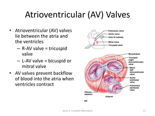 The Right VentricleReceives blood from the right atrium through the tricuspid valve .15Jesús A. Custodio Marroquín