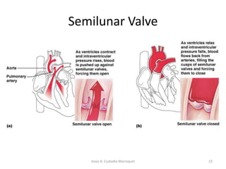 The Left AtriumThe mitral (bicuspid) valve guards the passage of blood from the left atrium to the left ventricle.17Jesús A. Custodio Marroquín