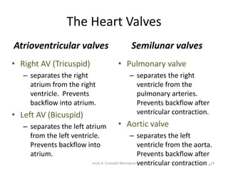 The Left VentricleThe wall of the left ventricle is thicker than the right ventricle but the structure is similar. The thick wall is necessary to pump oxygenated blood at high pressure through the systemic circulation. 18Jesús A. Custodio Marroquín