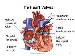 The Heart ValvesHeart valves ensure unidirectional blood flow through the heartComposed of an endocardium with a connective tissue core.Two major typesAtrioventricular valvesSemilunar valves19Jesús A. Custodio Marroquín