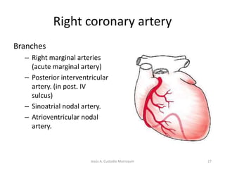 Atrioventricular (AV) ValvesAtrioventricular (AV) valves lie between the atria and the ventriclesR-AV valve = tricuspid valveL-AV valve = bicuspid or mitral valveAV valves prevent backflow of blood into the atria when ventricles contract21Jesús A. Custodio Marroquín