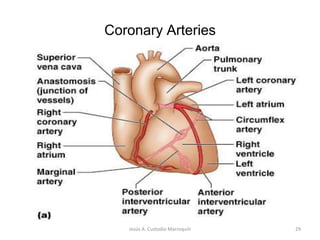SemilunarValve23Jesús A. Custodio Marroquín