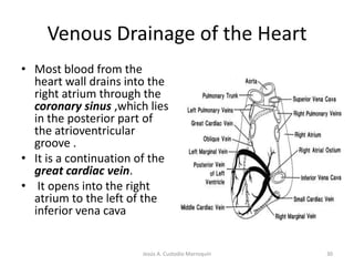 The Heart ValvesAtrioventricular valves          Semilunar valvesRight AV (Tricuspid)separates the right atrium from the right ventricle.  Prevents backflow into atrium.Left AV (Bicuspid)separates the left atrium from the left ventricle.  Prevents backflow into atrium.Pulmonary valveseparates the right ventricle from the pulmonary arteries. Prevents backflow after ventricular contraction.Aortic valveseparates the left ventricle from the aorta.  Prevents backflow after ventricular contraction .24Jesús A. Custodio Marroquín