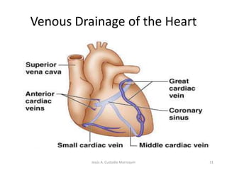 The Heart ValvesPulmonarysemilunar valveRight AV(tricuspid)valveAorticsemilunar valveChordaitendineaePapillarymuscleLeft AV(bicuspid)valve25Jesús A. Custodio Marroquín