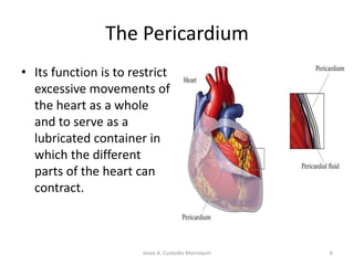 The PericardiumIts function is to restrict excessive movements of the heart as a whole and to serve as a lubricated container in which the different parts of the heart can contract.6Jesús A. Custodio Marroquín