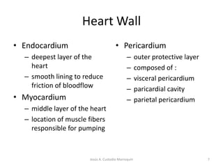 Heart WallEndocardiumdeepest layer of the heartsmooth lining to reduce friction of bloodflowMyocardiummiddle layer of the heartlocation of muscle fibers responsible for pumpingPericardiumouter protective layercomposed of :visceral pericardiumparicardial cavityparietal pericardium7Jesús A. Custodio Marroquín