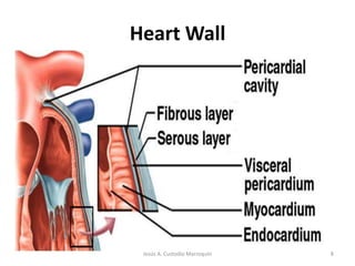 Heart Wall8Jesús A. Custodio Marroquín