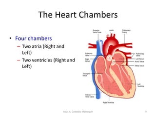 The Heart ChambersFour chambersTwo atria (Right and Left)Two ventricles (Right and Left)9Jesús A. Custodio Marroquín