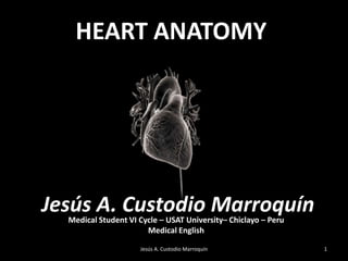 HEART ANATOMY Jesús A. Custodio Marroquín By: Dr Mohammed Faez Medical Student VI Cycle – USAT University– Chiclayo – Peru Medical English 1 Jesús A. Custodio Marroquín 