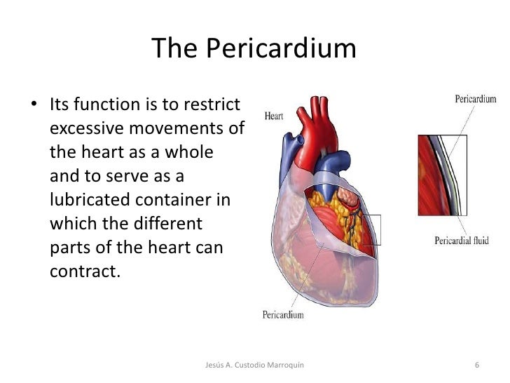 Heart Anatomy diagram of the lungs pleura 