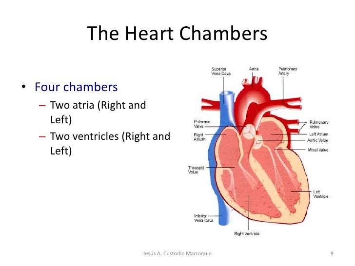 Heart Anatomy