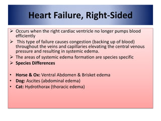 Heart Failure, Right-Sided
 Occurs when the right cardiac ventricle no longer pumps blood
efficiently
 This type of failure causes congestion (backing up of blood)
throughout the veins and capillaries elevating the central venous
pressure and resulting in systemic edema.
 The areas of systemic edema formation are species specific
 Species Differences
• Horse & Ox: Ventral Abdomen & Brisket edema
• Dog: Ascites (abdominal edema)
• Cat: Hydrothorax (thoracic edema)
 