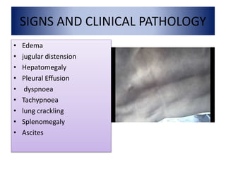 SIGNS AND CLINICAL PATHOLOGY
• Edema
• jugular distension
• Hepatomegaly
• Pleural Effusion
• dyspnoea
• Tachypnoea
• lung crackling
• Splenomegaly
• Ascites
 