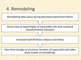 4. Remodeling
Over time changes in structure, function of myocardial cells takes
place known as remodeling.
Increased wall thickness reduces wall stress
Occurs due to hypertrophy of myocardial cells and sustained
neurohormonal activation
Remodeling takes place during decompensated heart failure
 