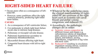25
RIGHT-SIDED HEART FAILURE
• Occurs more often as a consequence of left-
sided HF.
• However, some conditions affect the right
ventricle primarily, producing right-sided
heart failure.
CAUSES
1. As a consequence of left ventricular failure.
2. Cor pulmonale in which right heart failure
occurs due to intrinsic lung diseases.
3. Pulmonary or tricuspid valvular disease.
4. Pulmonary hypertension secondary to
pulmonary thromboembolism.
5. Myocardial disease affecting right heart.
6. Congenital heart disease with left-to-right
shunt.
 Whatever be the underlying cause,
the clinical manifestations of right-
sided HF are upstream of the right
heart such as systemic (d/t caval
blood) and portal venous
congestion, and reduced CO.
 Accordingly, the pathologic
changes are as under:
a) Systemic venous congestion in
different tissues and organs e.g.
subcutaneous edema on dependent
parts, passive congestion of the liver,
spleen, and kidneys, ascites,
hydrothorax, congestion of leg veins
and neck veins.
b) Reduced CO resulting in circulatory
stagnation causing anoxia, cyanosis
and coldness of extremities.
 