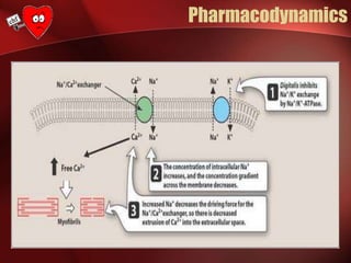 Pharmacodynamics
 