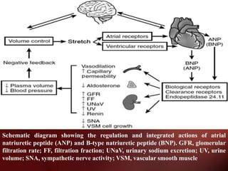 .
Schematic diagram showing the regulation and integrated actions of atrial
natriuretic peptide (ANP) and B-type natriuretic peptide (BNP). GFR, glomerular
filtration rate; FF, filtration fraction; UNaV, urinary sodium excretion; UV, urine
volume; SNA, sympathetic nerve activity; VSM, vascular smooth muscle
 