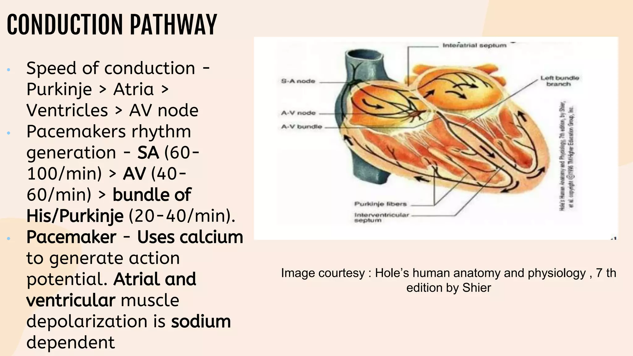 CONDUCTION PATHWAY
• Speed of conduction -
Purkinje > Atria >
Ventricles > AV node
• Pacemakers rhythm
generation - SA (60-
100/min) > AV (40-
60/min) > bundle of
His/Purkinje (20-40/min).
• Pacemaker - Uses calcium
to generate action
potential. Atrial and
ventricular muscle
depolarization is sodium
dependent
Image courtesy : Hole’s human anatomy and physiology , 7 th
edition by Shier
 