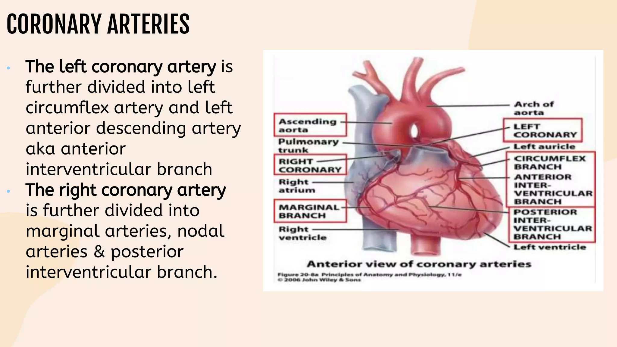 CORONARY ARTERIES
• The left coronary artery is
further divided into left
circumflex artery and left
anterior descending artery
aka anterior
interventricular branch
• The right coronary artery
is further divided into
marginal arteries, nodal
arteries & posterior
interventricular branch.
 