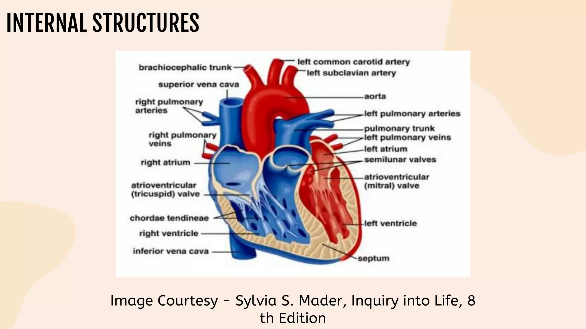 INTERNAL STRUCTURES
Image Courtesy - Sylvia S. Mader, Inquiry into Life, 8
th Edition
 