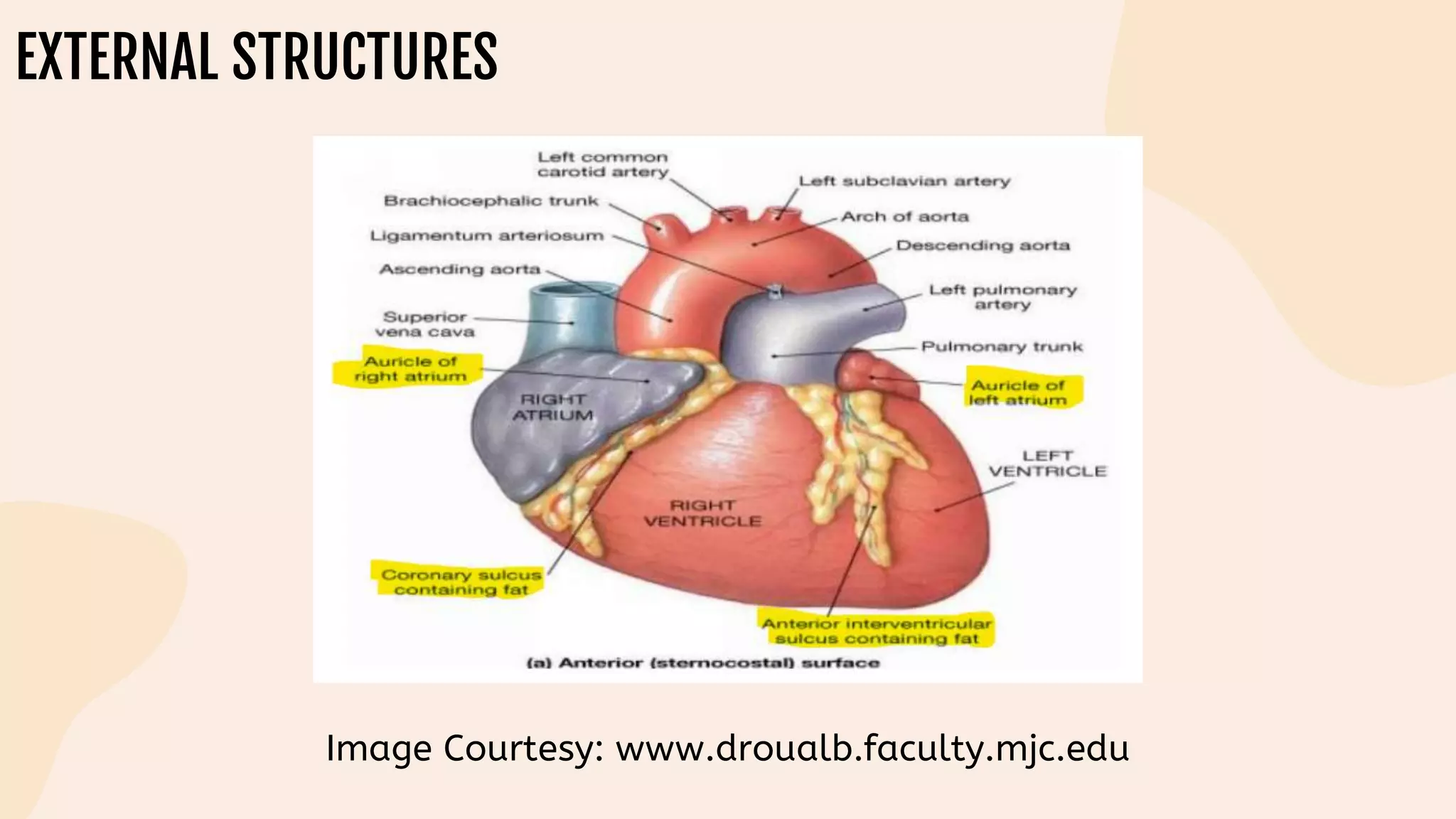 EXTERNAL STRUCTURES
Image Courtesy: www.droualb.faculty.mjc.edu
 