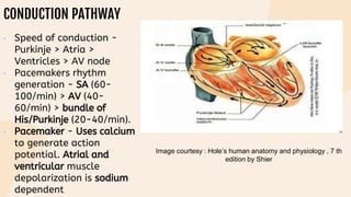CONDUCTION PATHWAY
• Speed of conduction -
Purkinje > Atria >
Ventricles > AV node
• Pacemakers rhythm
generation - SA (60-
100/min) > AV (40-
60/min) > bundle of
His/Purkinje (20-40/min).
• Pacemaker - Uses calcium
to generate action
potential. Atrial and
ventricular muscle
depolarization is sodium
dependent
Image courtesy : Hole’s human anatomy and physiology , 7 th
edition by Shier
 
