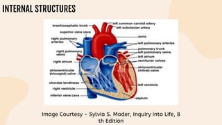 INTERNAL STRUCTURES
Image Courtesy - Sylvia S. Mader, Inquiry into Life, 8
th Edition
 