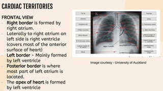 CARDIAC TERRITORIES
FRONTAL VIEW
• Right border is formed by
right atrium.
• Laterally to right atrium on
left side is right ventricle
(covers most of the anterior
surface of heart)
• Left border - Mainly formed
by left ventricle
• Posterior border is where
most part of left atrium is
located.
• The apex of heart is formed
by left ventricle
Image courtesy - University of Auckland
 