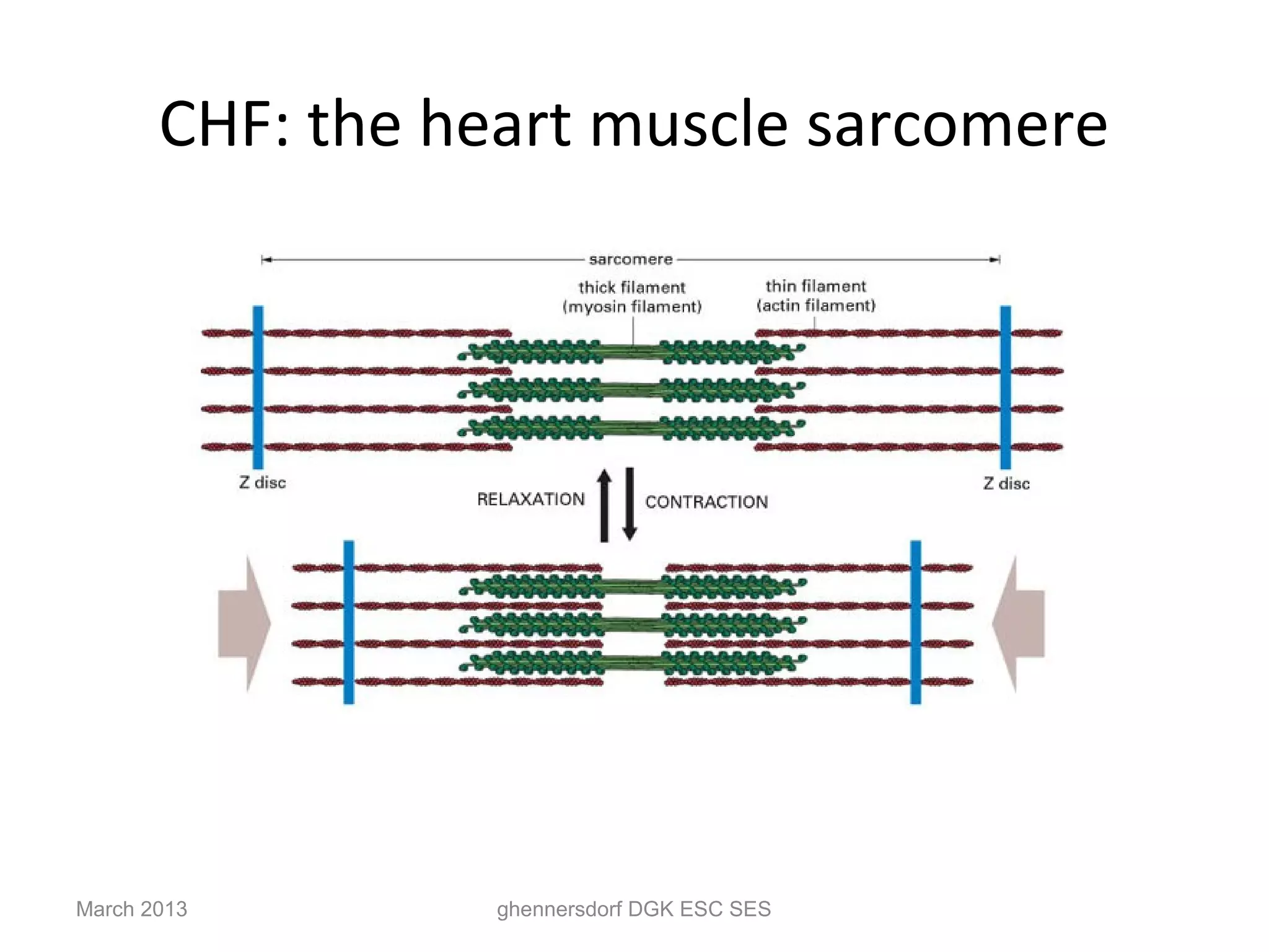 CHF: the heart muscle sarcomere




March 2013        ghennersdorf DGK ESC SES
 