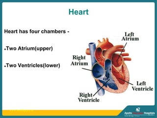 www.healthprice.in
Heart
Heart has four chambers -
Two Atrium(upper)
Two Ventricles(lower)
 