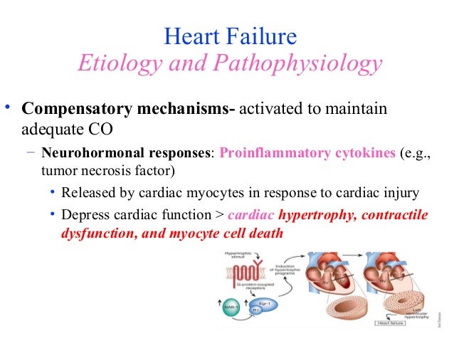 Pathophysiology Of Congestive Heart Failure Pdf Congestive Heart Failure