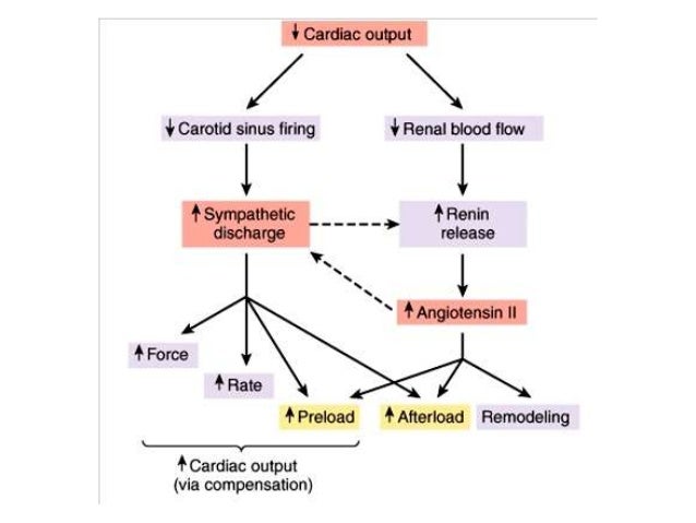 mechanisms hypertrophy 3 of Heart children failure in mechanisms hypertrophy 3 of Heart children failure in