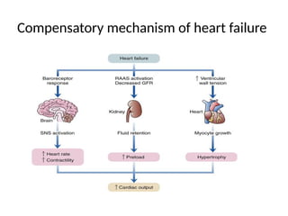 Compensatory mechanism of heart failure
 