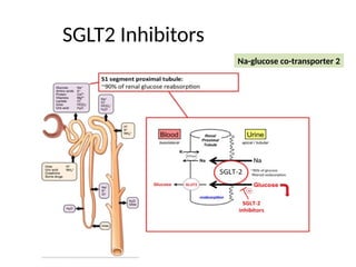 SGLT2 Inhibitors
Na-glucose co-transporter 2
 