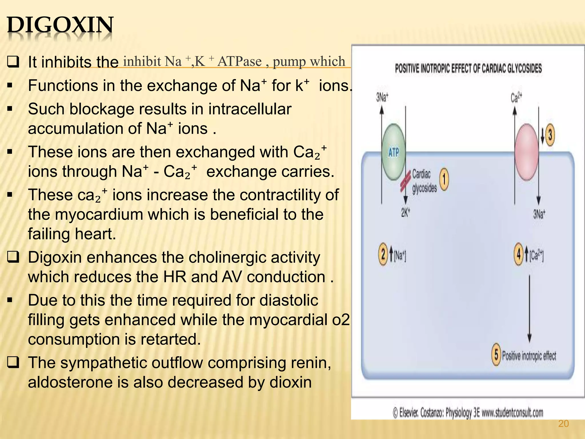 DIGOXIN
20
 It inhibits the
 Functions in the exchange of Na⁺ for k⁺ ions.
 Such blockage results in intracellular
accumulation of Na⁺ ions .
 These ions are then exchanged with Ca₂⁺
ions through Na⁺ - Ca₂⁺ exchange carries.
 These ca₂⁺ ions increase the contractility of
the myocardium which is beneficial to the
failing heart.
 Digoxin enhances the cholinergic activity
which reduces the HR and AV conduction .
 Due to this the time required for diastolic
filling gets enhanced while the myocardial o2
consumption is retarted.
 The sympathetic outflow comprising renin,
aldosterone is also decreased by dioxin
inhibit Na +,K + ATPase , pump which
 