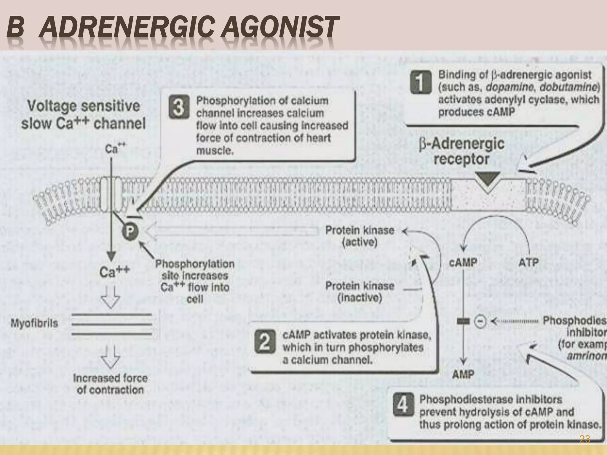 Β ADRENERGIC AGONIST
23
 