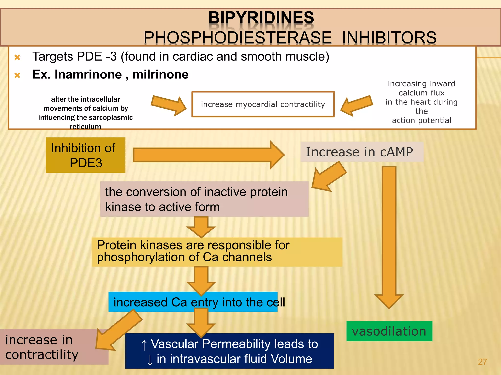 BIPYRIDINES
PHOSPHODIESTERASE INHIBITORS
 Targets PDE -3 (found in cardiac and smooth muscle)
 Ex. Inamrinone , milrinone
27
alter the intracellular
movements of calcium by
influencing the sarcoplasmic
reticulum
increasing inward
calcium flux
in the heart during
the
action potential
increase myocardial contractility
Inhibition of
PDE3
Increase in cAMP
the conversion of inactive protein
kinase to active form
Protein kinases are responsible for
phosphorylation of Ca channels
increased Ca entry into the cell
↑ Vascular Permeability leads to
↓ in intravascular fluid Volume
increase in
contractility
vasodilation
 
