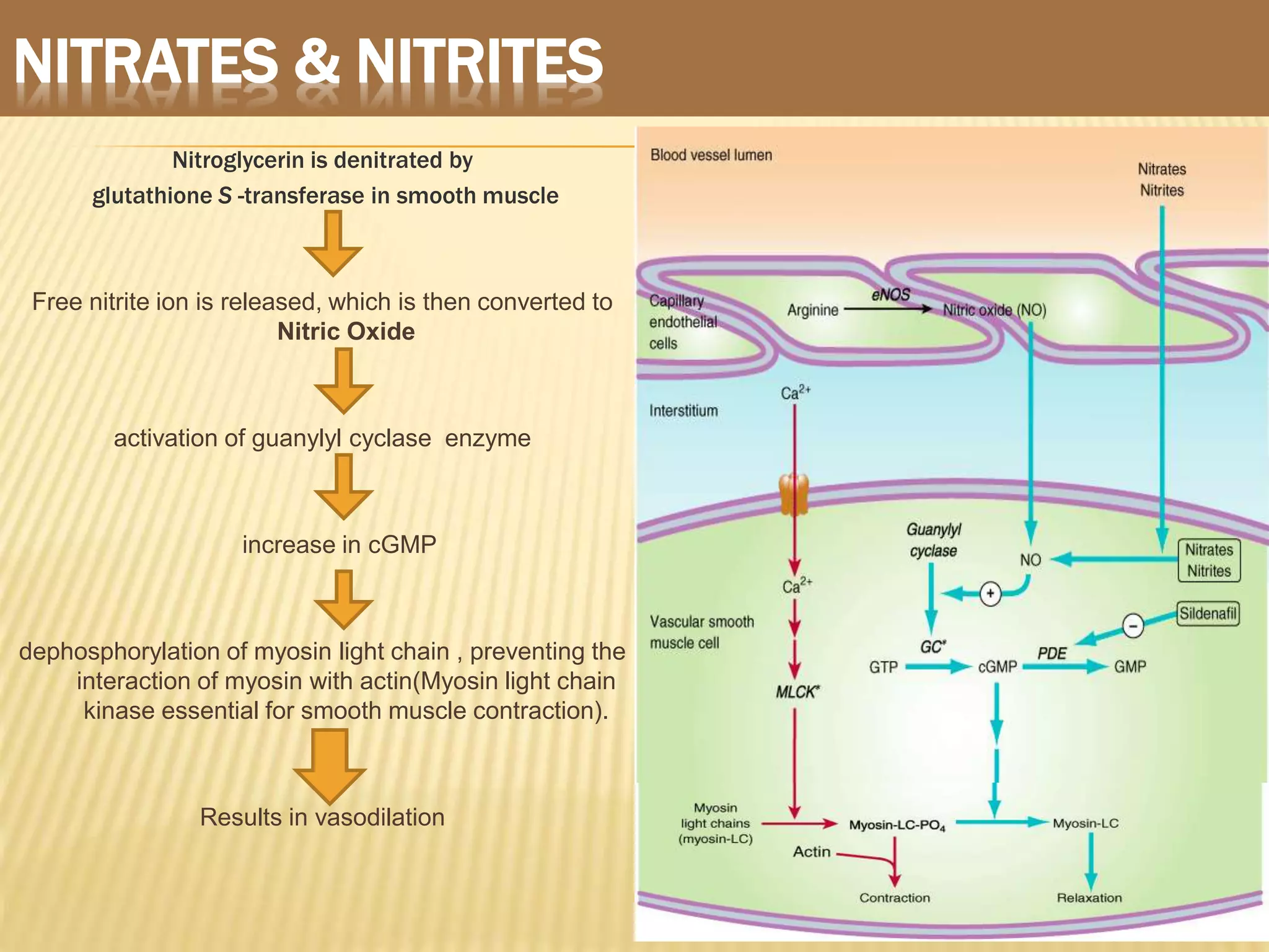 NITRATES & NITRITES
Nitroglycerin is denitrated by
glutathione S -transferase in smooth muscle
Free nitrite ion is released, which is then converted to
Nitric Oxide
activation of guanylyl cyclase enzyme
increase in cGMP
dephosphorylation of myosin light chain , preventing the
interaction of myosin with actin(Myosin light chain
kinase essential for smooth muscle contraction).
Results in vasodilation
28
 