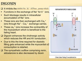 DIGOXIN
20
 It inhibits the
 Functions in the exchange of Na⁺ for k⁺ ions.
 Such blockage results in intracellular
accumulation of Na⁺ ions .
 These ions are then exchanged with Ca₂⁺
ions through Na⁺ - Ca₂⁺ exchange carries.
 These ca₂⁺ ions increase the contractility of
the myocardium which is beneficial to the
failing heart.
 Digoxin enhances the cholinergic activity
which reduces the HR and AV conduction .
 Due to this the time required for diastolic
filling gets enhanced while the myocardial o2
consumption is retarted.
 The sympathetic outflow comprising renin,
aldosterone is also decreased by dioxin
inhibit Na +,K + ATPase , pump which
 
