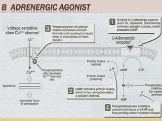 Β ADRENERGIC AGONIST
23
 