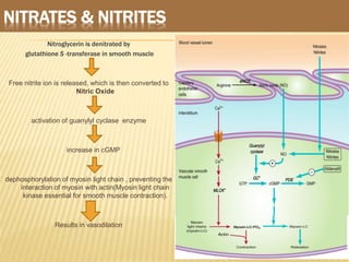 NITRATES & NITRITES
Nitroglycerin is denitrated by
glutathione S -transferase in smooth muscle
Free nitrite ion is released, which is then converted to
Nitric Oxide
activation of guanylyl cyclase enzyme
increase in cGMP
dephosphorylation of myosin light chain , preventing the
interaction of myosin with actin(Myosin light chain
kinase essential for smooth muscle contraction).
Results in vasodilation
28
 