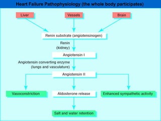 Heart Failure Pathophysiology (the whole body participates)
 
