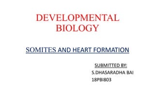 DEVELOPMENTAL
BIOLOGY
SOMITES AND HEART FORMATION
SUBMITTED BY:
S.DHASARADHA BAI
18PBI803
 