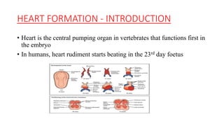 Heart formation and somite formation | PPTX