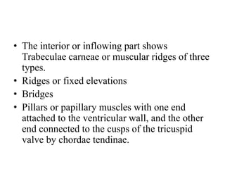 heart intro.pptx full introduction about the heart | PPTX