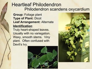 Heartleaf Philodendron Group:  Foliage plant Type of Plant:  Dicot Leaf Arrangement:  Alternate Identification : Truly heart-shaped leaves.  Usually with no variegation.  Waxy, smooth stems.  Viny plant.  Often confused with Devil’s Ivy. Philodendron scandens oxycardium 
