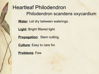Heartleaf philodendron show | PPT